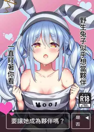 Yasei no Usagi ga Nakama ni Naritasou ni Kochira wo Miteiru | 野生兔子似乎想當夥伴,一直町著你看