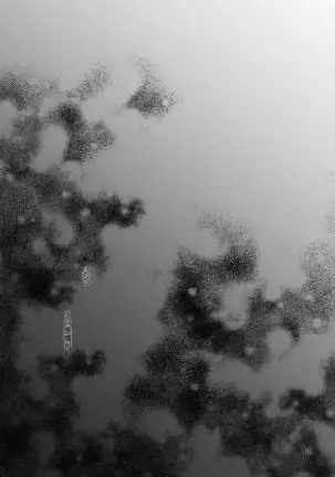 Sono Kanjou no Na wa