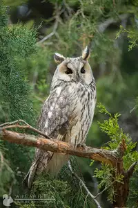 [Toko-ya (HEIZO, Kitoen)] Saint Foire Festival/eve Evelyn [Chinese] [虎斑木菟漢化] [Digital]