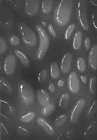 [R.c.W.d (R.c.W.d)] Yami ni Otsu Kunoichi-tachi Third (Taimanin Asagi)