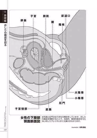いますぐデキる 図説おしりエッチマニュアル