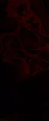 [Azuki Kurenai] BLACK IMPACT - Azuki Kurenai Gengashuu & Fan Book